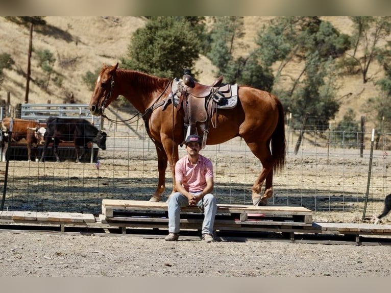 American Quarter Horse Castrone 12 Anni 150 cm Sauro ciliegia in Paicines, CA