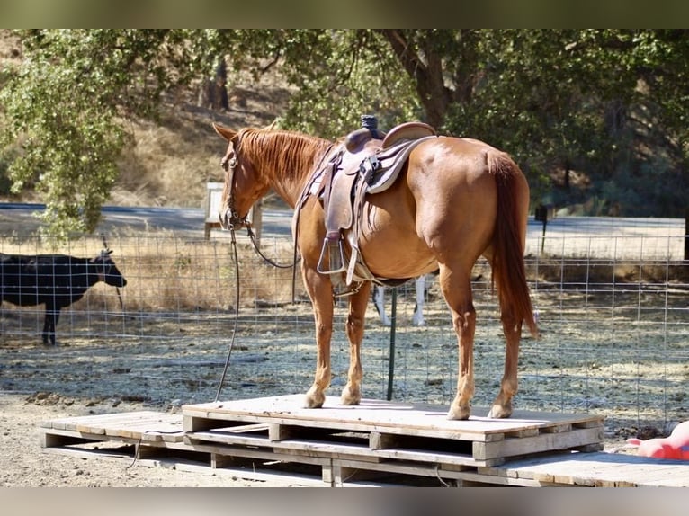 American Quarter Horse Castrone 12 Anni 150 cm Sauro ciliegia in Paicines, CA