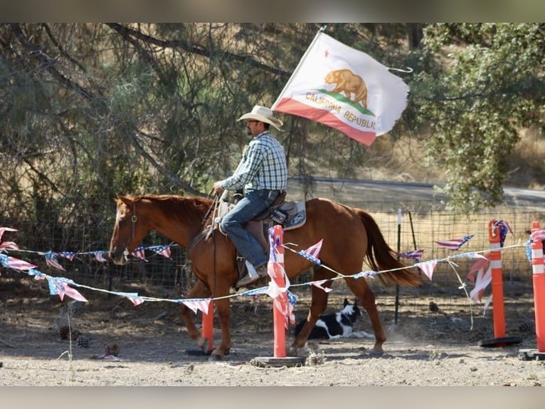 American Quarter Horse Castrone 12 Anni 150 cm Sauro ciliegia in Paicines, CA