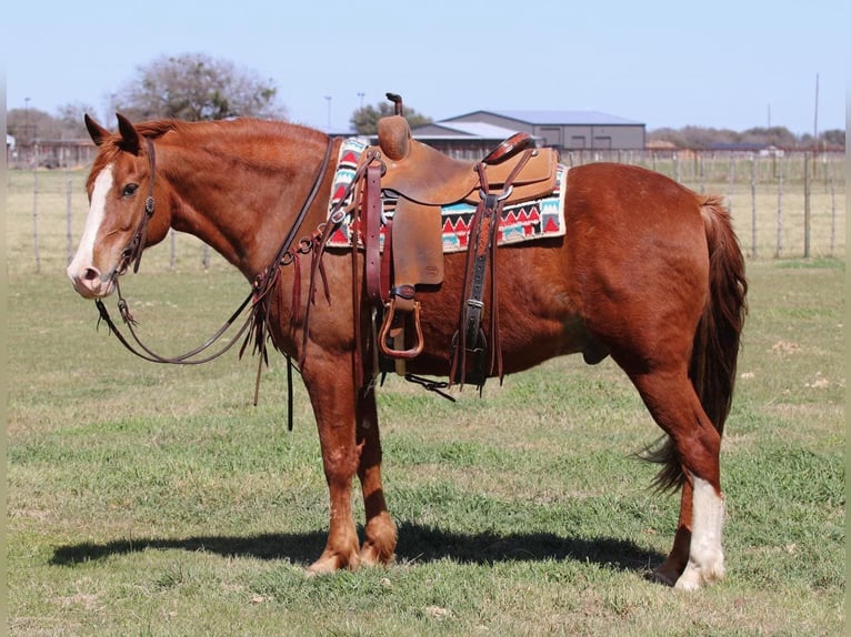 American Quarter Horse Castrone 12 Anni 150 cm Sauro scuro in Lipan TX