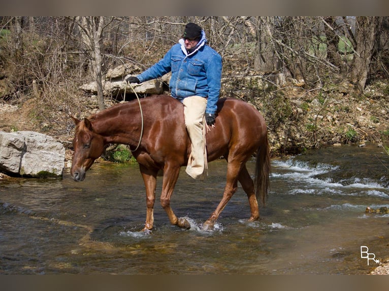 American Quarter Horse Castrone 12 Anni 150 cm Sauro scuro in Mountain Grove MO