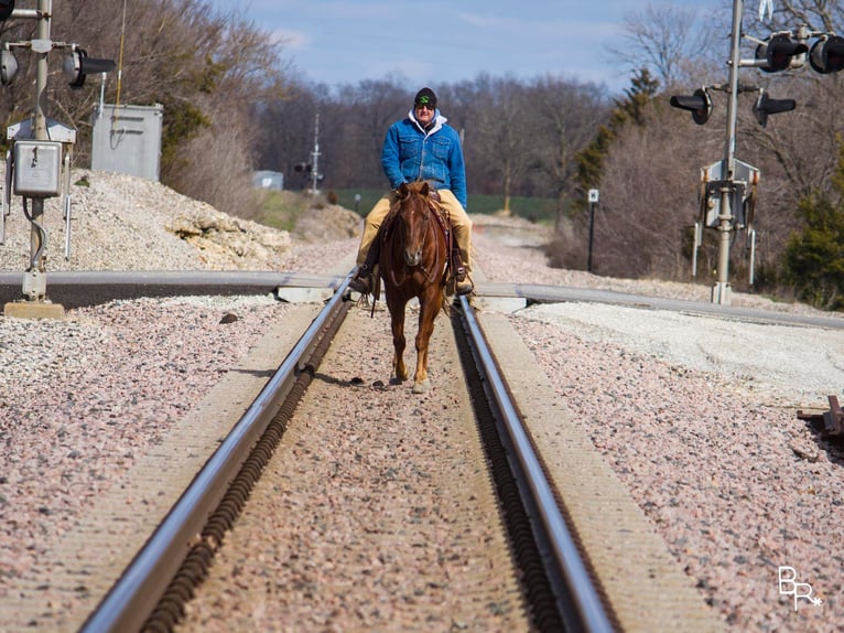 American Quarter Horse Castrone 12 Anni 150 cm Sauro scuro in Mountain Grove MO