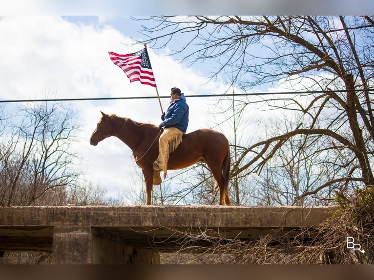 American Quarter Horse Castrone 12 Anni 150 cm Sauro scuro in Mountain Grove MO