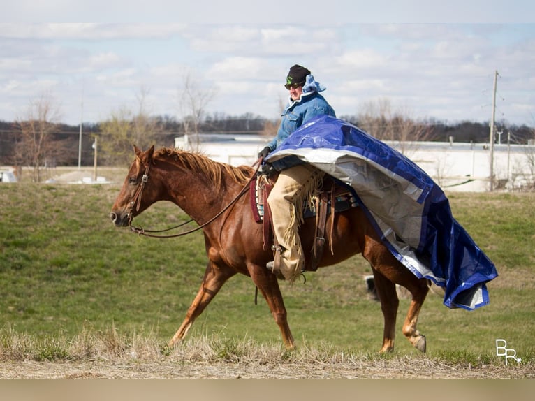 American Quarter Horse Castrone 12 Anni 150 cm Sauro scuro in Mountain Grove MO