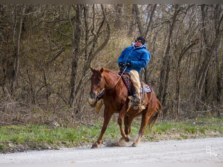 American Quarter Horse Castrone 12 Anni 150 cm Sauro scuro in Mountain Grove MO