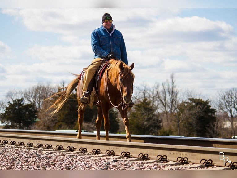 American Quarter Horse Castrone 12 Anni 150 cm Sauro scuro in Mountain Grove MO