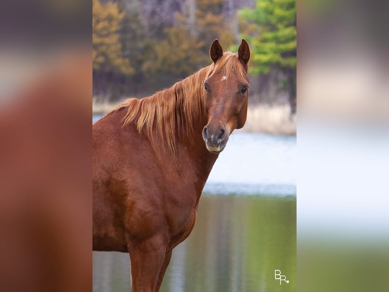 American Quarter Horse Castrone 12 Anni 150 cm Sauro scuro in Mountain Grove MO