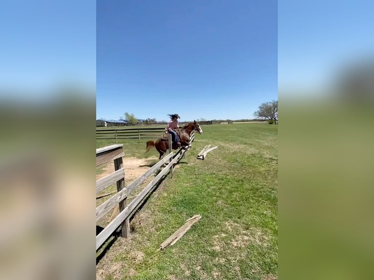 American Quarter Horse Castrone 12 Anni 150 cm Sauro scuro in Stillwater OK