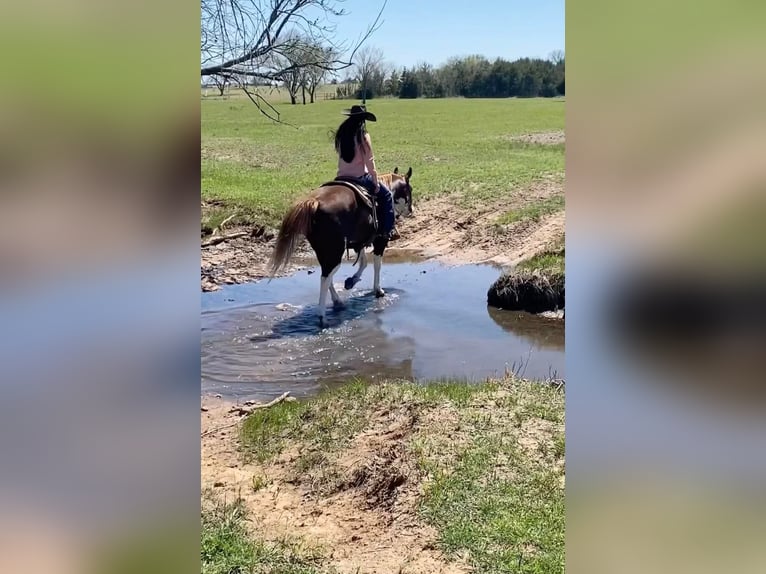 American Quarter Horse Castrone 12 Anni 150 cm Sauro scuro in Stillwater OK