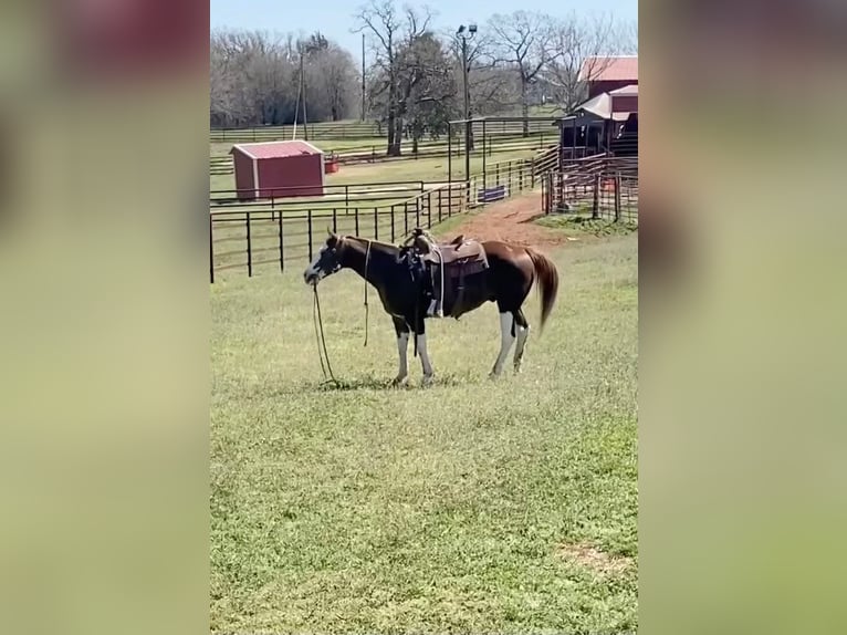 American Quarter Horse Castrone 12 Anni 150 cm Sauro scuro in Stillwater OK