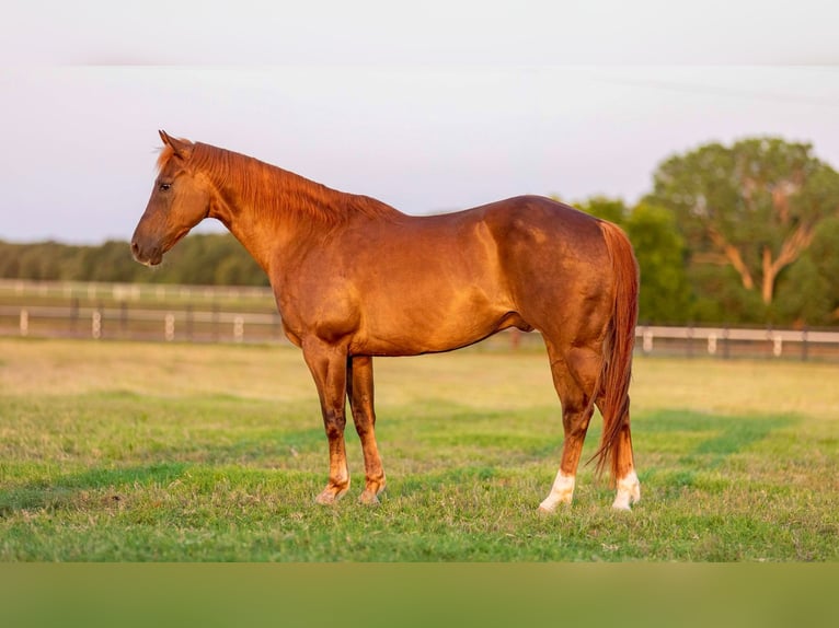 American Quarter Horse Castrone 12 Anni 150 cm Sauro scuro in Weatherford TX