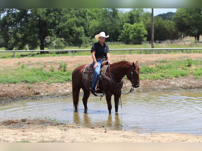 American Quarter Horse Castrone 12 Anni 150 cm Sauro scuro in Godley Tx