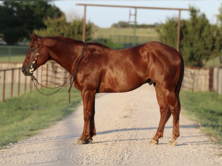 American Quarter Horse Castrone 12 Anni 150 cm Sauro scuro in Godley Tx