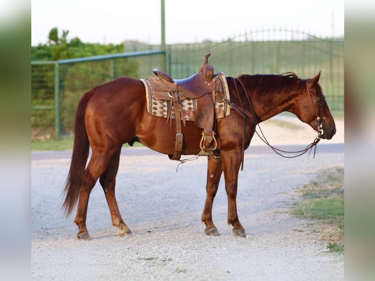 American Quarter Horse Castrone 12 Anni 150 cm Sauro scuro in Godley Tx