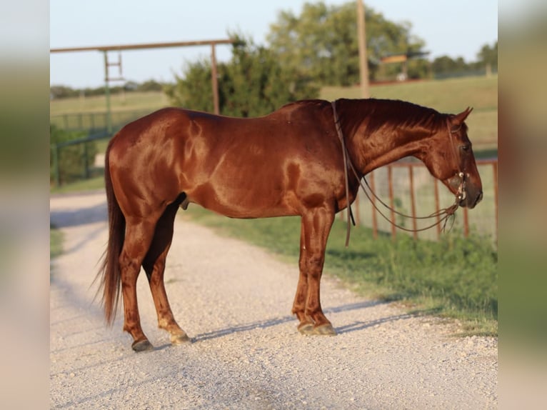 American Quarter Horse Castrone 12 Anni 150 cm Sauro scuro in Godley Tx