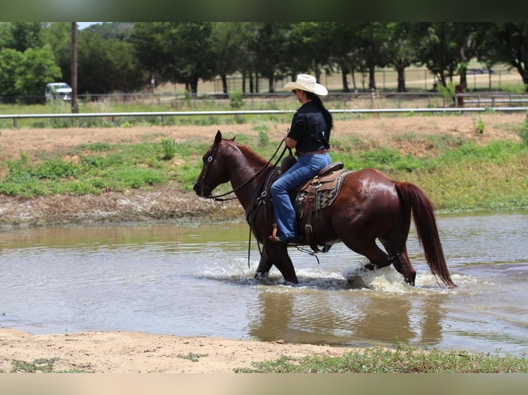 American Quarter Horse Castrone 12 Anni 150 cm Sauro scuro in Godley Tx