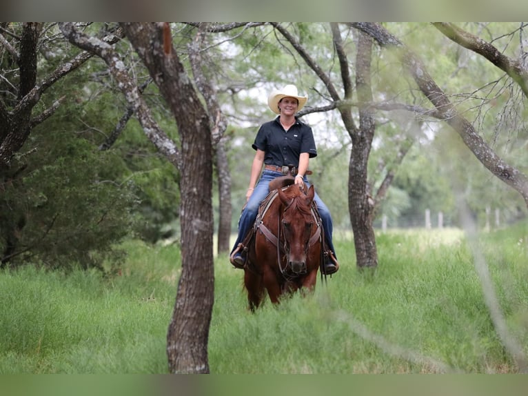 American Quarter Horse Castrone 12 Anni 150 cm Sauro scuro in Godley Tx