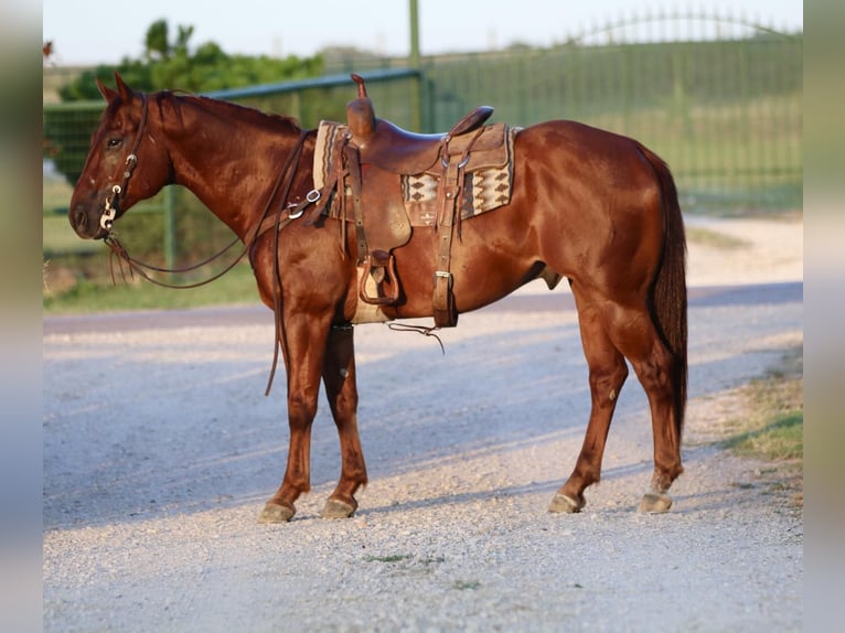 American Quarter Horse Castrone 12 Anni 150 cm Sauro scuro in Godley Tx