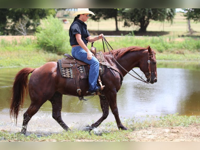 American Quarter Horse Castrone 12 Anni 150 cm Sauro scuro in Godley Tx