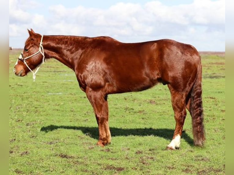 American Quarter Horse Castrone 12 Anni 150 cm Sauro scuro in Pleasant Grove, CA