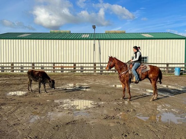 American Quarter Horse Castrone 12 Anni 150 cm Sauro scuro in Pleasant Grove, CA