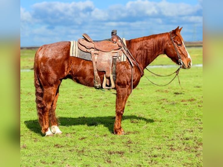 American Quarter Horse Castrone 12 Anni 150 cm Sauro scuro in Pleasant Grove, CA