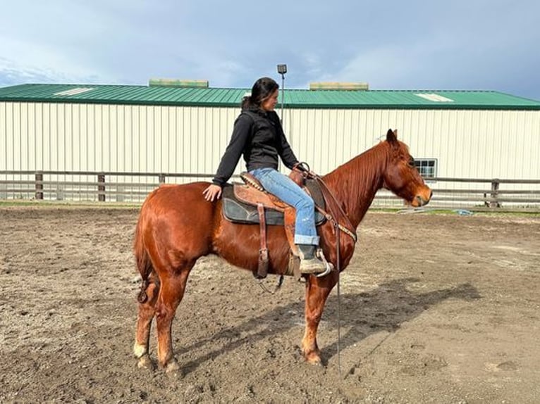 American Quarter Horse Castrone 12 Anni 150 cm Sauro scuro in Pleasant Grove, CA