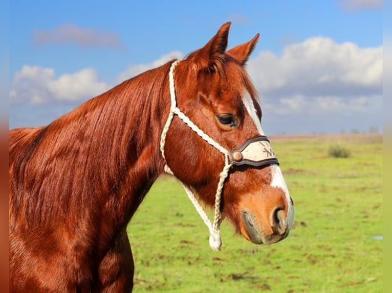 American Quarter Horse Castrone 12 Anni 150 cm Sauro scuro in Pleasant Grove, CA