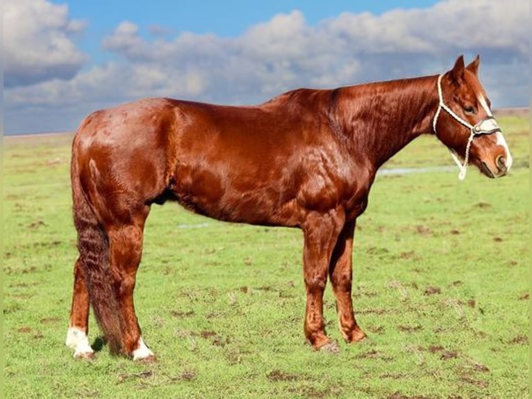 American Quarter Horse Castrone 12 Anni 150 cm Sauro scuro in Pleasant Grove, CA