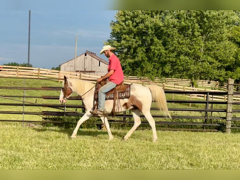 American Quarter Horse Castrone 12 Anni 150 cm Tobiano-tutti i colori in Brooksville KY