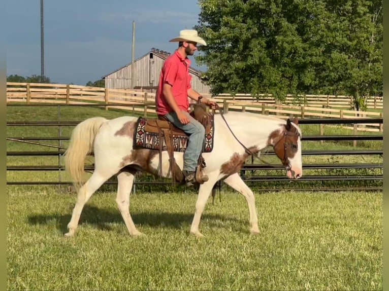 American Quarter Horse Castrone 12 Anni 150 cm Tobiano-tutti i colori in Brooksville KY