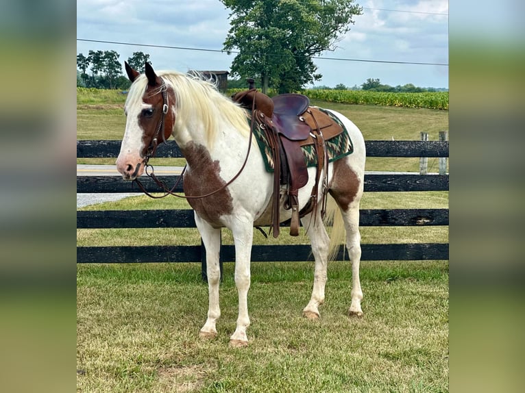 American Quarter Horse Castrone 12 Anni 150 cm Tobiano-tutti i colori in Brooksville KY