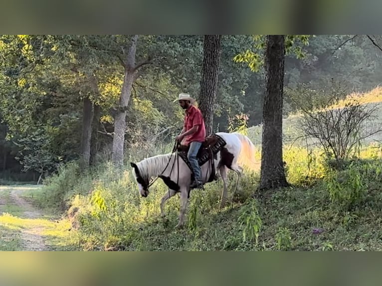 American Quarter Horse Castrone 12 Anni 150 cm Tobiano-tutti i colori in Brooksville KY