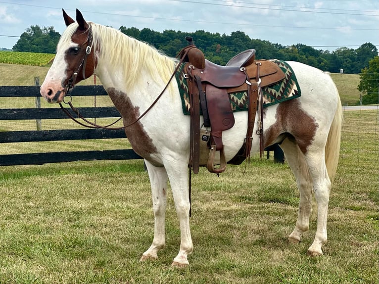 American Quarter Horse Castrone 12 Anni 150 cm Tobiano-tutti i colori in Brooksville KY