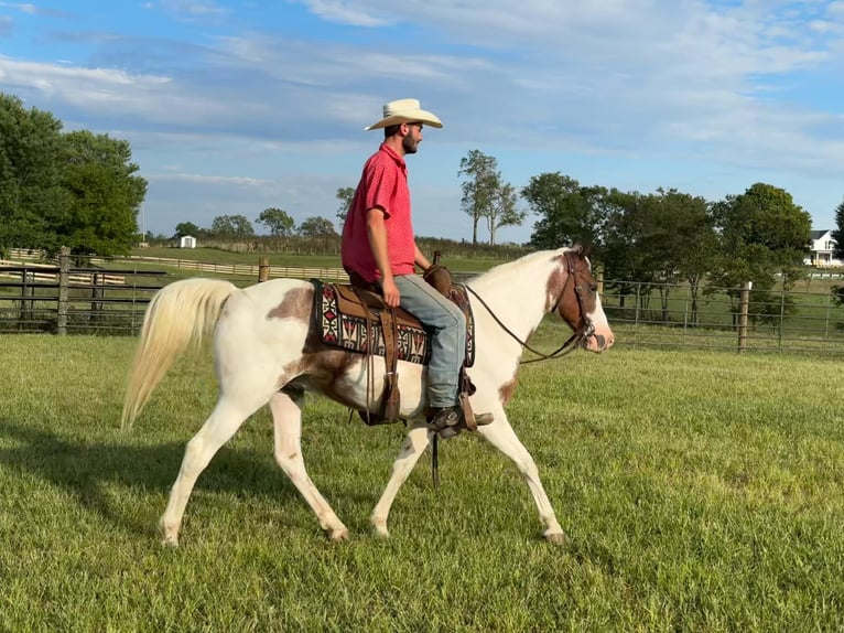 American Quarter Horse Castrone 12 Anni 150 cm Tobiano-tutti i colori in Brooksville KY