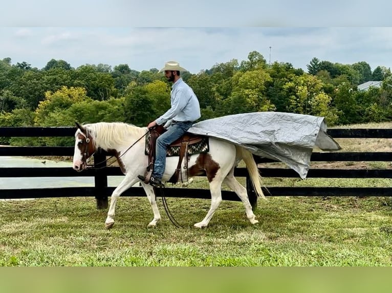 American Quarter Horse Castrone 12 Anni 150 cm Tobiano-tutti i colori in Brooksville KY