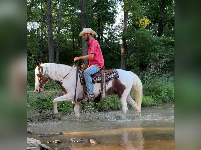 American Quarter Horse Castrone 12 Anni 150 cm Tobiano-tutti i colori in Brooksville KY