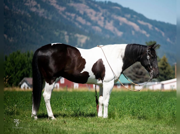 American Quarter Horse Castrone 12 Anni 150 cm Tobiano-tutti i colori in caldwell ID