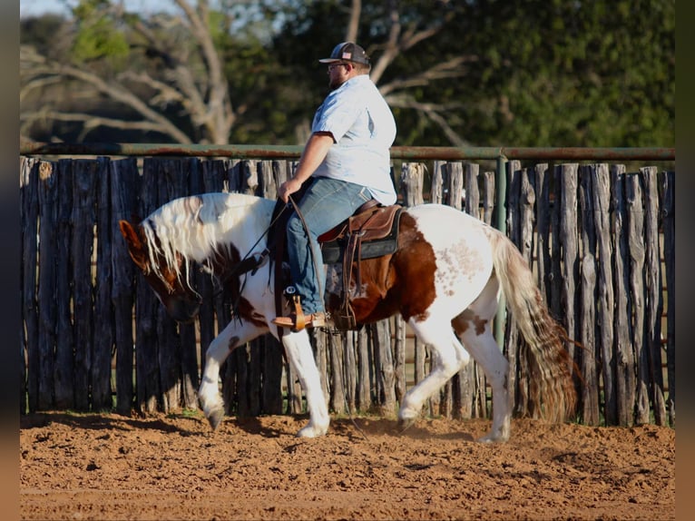 American Quarter Horse Castrone 12 Anni 150 cm Tobiano-tutti i colori in Lipan TX