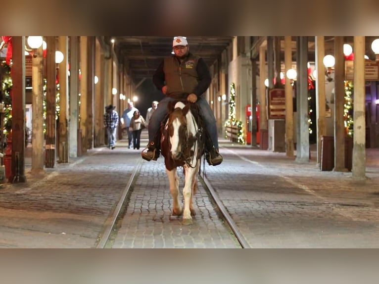 American Quarter Horse Castrone 12 Anni 150 cm Tobiano-tutti i colori in Lipan TX