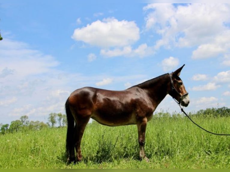 American Quarter Horse Castrone 12 Anni 152 cm Baio ciliegia in Highland MI