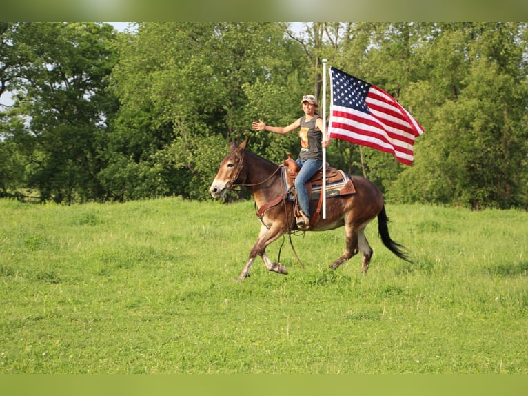 American Quarter Horse Castrone 12 Anni 152 cm Baio ciliegia in Highland MI