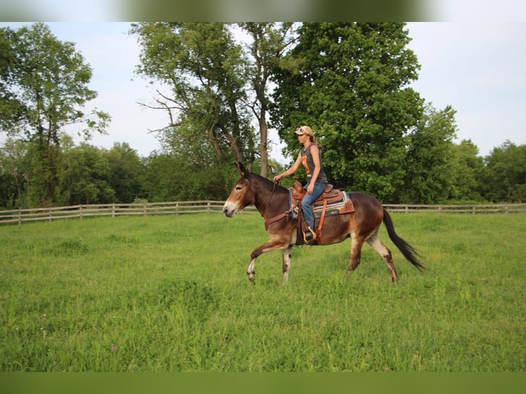 American Quarter Horse Castrone 12 Anni 152 cm Baio ciliegia in Highland MI