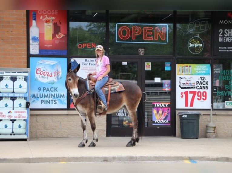 American Quarter Horse Castrone 12 Anni 152 cm Baio ciliegia in Highland MI