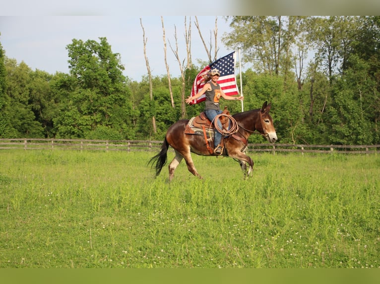 American Quarter Horse Castrone 12 Anni 152 cm Baio ciliegia in Highland MI