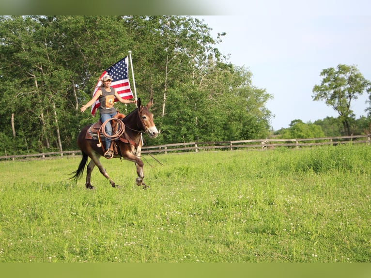 American Quarter Horse Castrone 12 Anni 152 cm Baio ciliegia in Highland MI