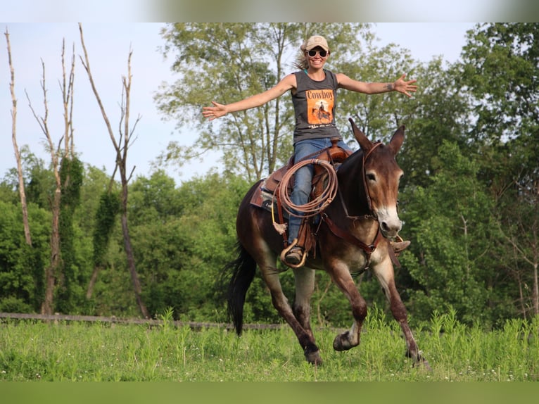 American Quarter Horse Castrone 12 Anni 152 cm Baio ciliegia in Highland MI