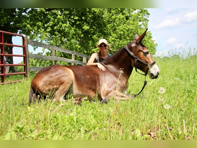 American Quarter Horse Castrone 12 Anni 152 cm Baio ciliegia in Highland MI