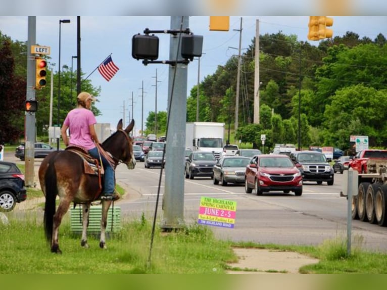 American Quarter Horse Castrone 12 Anni 152 cm Baio ciliegia in Highland MI