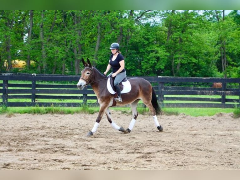 American Quarter Horse Castrone 12 Anni 152 cm Baio ciliegia in Highland MI